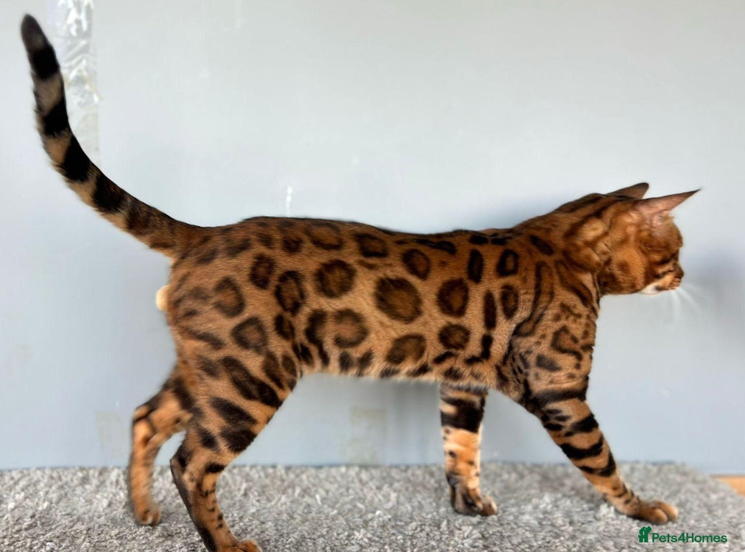 Bengal cats for sale: 🐾Purebred BENGAL Kittens🐾  - Image 33