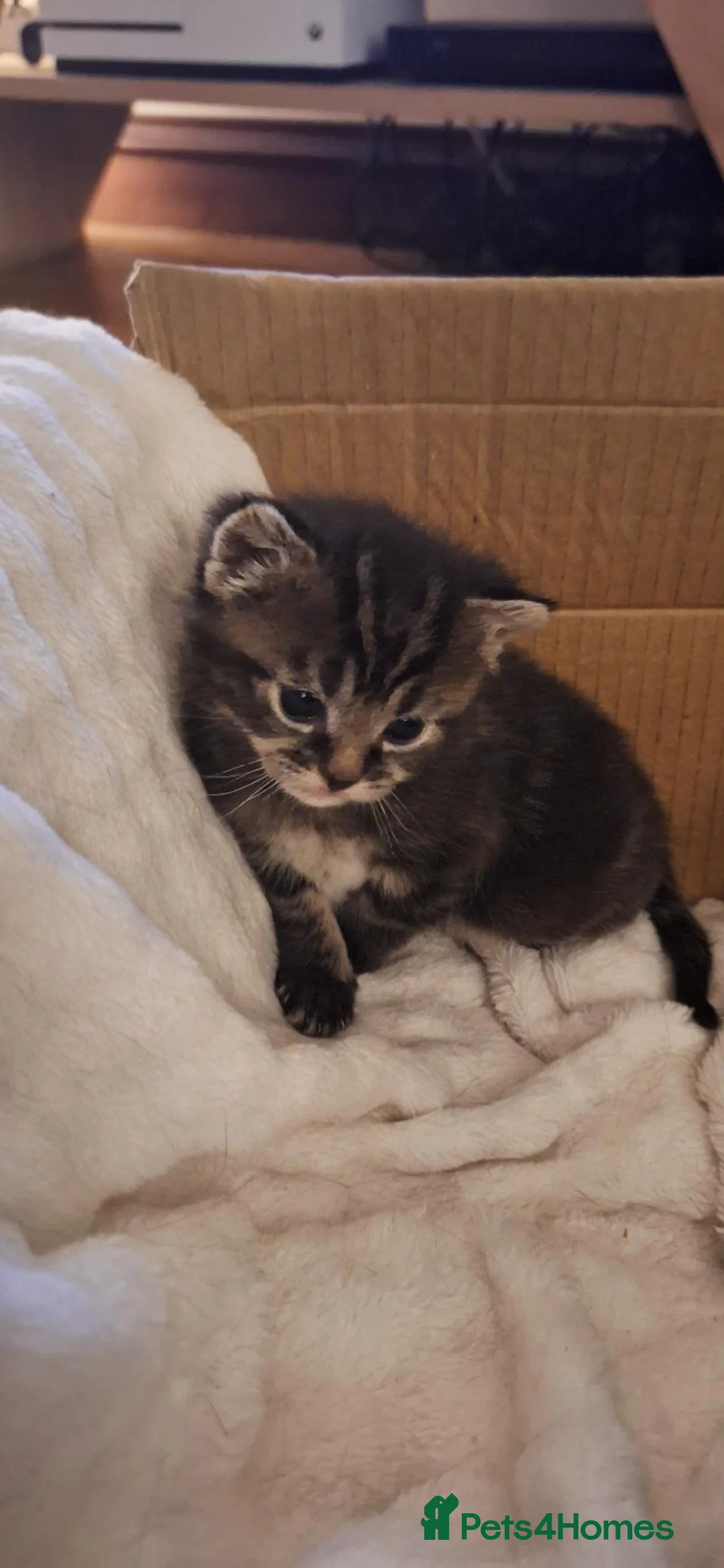 Domestic Shorthair cats for sale: Cute and cuddly kittens ready to be reserved - Advert 13