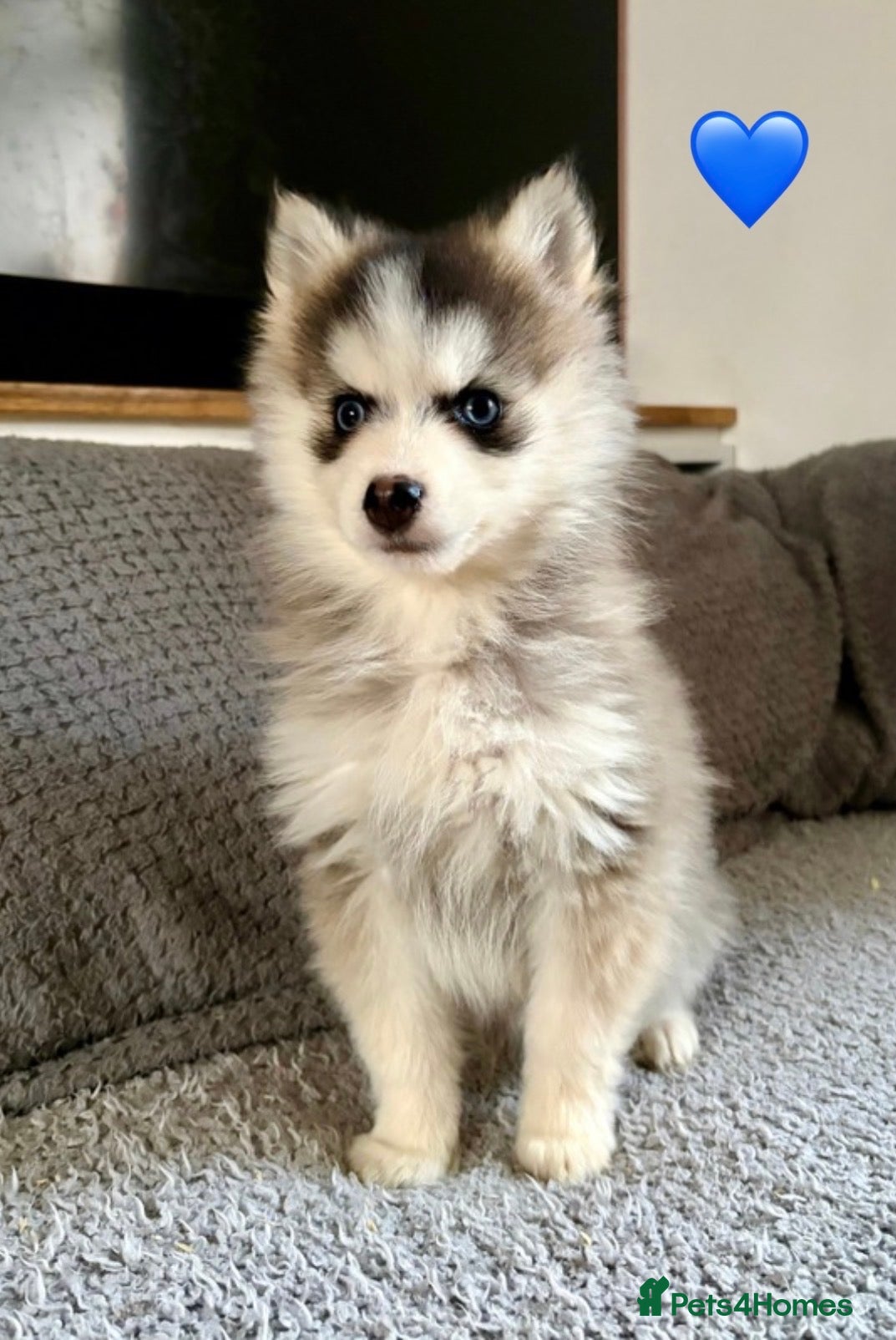 Pomsky dogs F3 pomsky puppies (Mini husky) - Advert 14