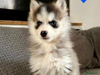 Pomsky dogs F3 pomsky puppies (Mini husky) - Advert 14