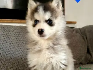 Pomsky dogs F3 pomsky puppies (Mini husky) - Advert 5