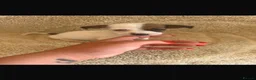 Jack Russell dogs for sale: Jack Russell’s - Advert 10
