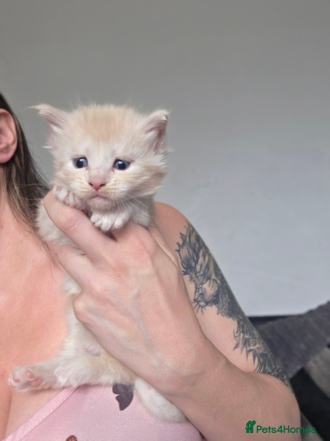Maine Coon cats for sale: Chunky mainecoon babies - Image 4