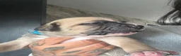 Mixed Breed dogs for sale: Stunning American bulldog staff  - Advert 22