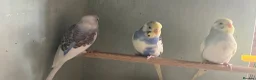 Budgerigars birds for sale: Baby budgies for sale - Advert 3