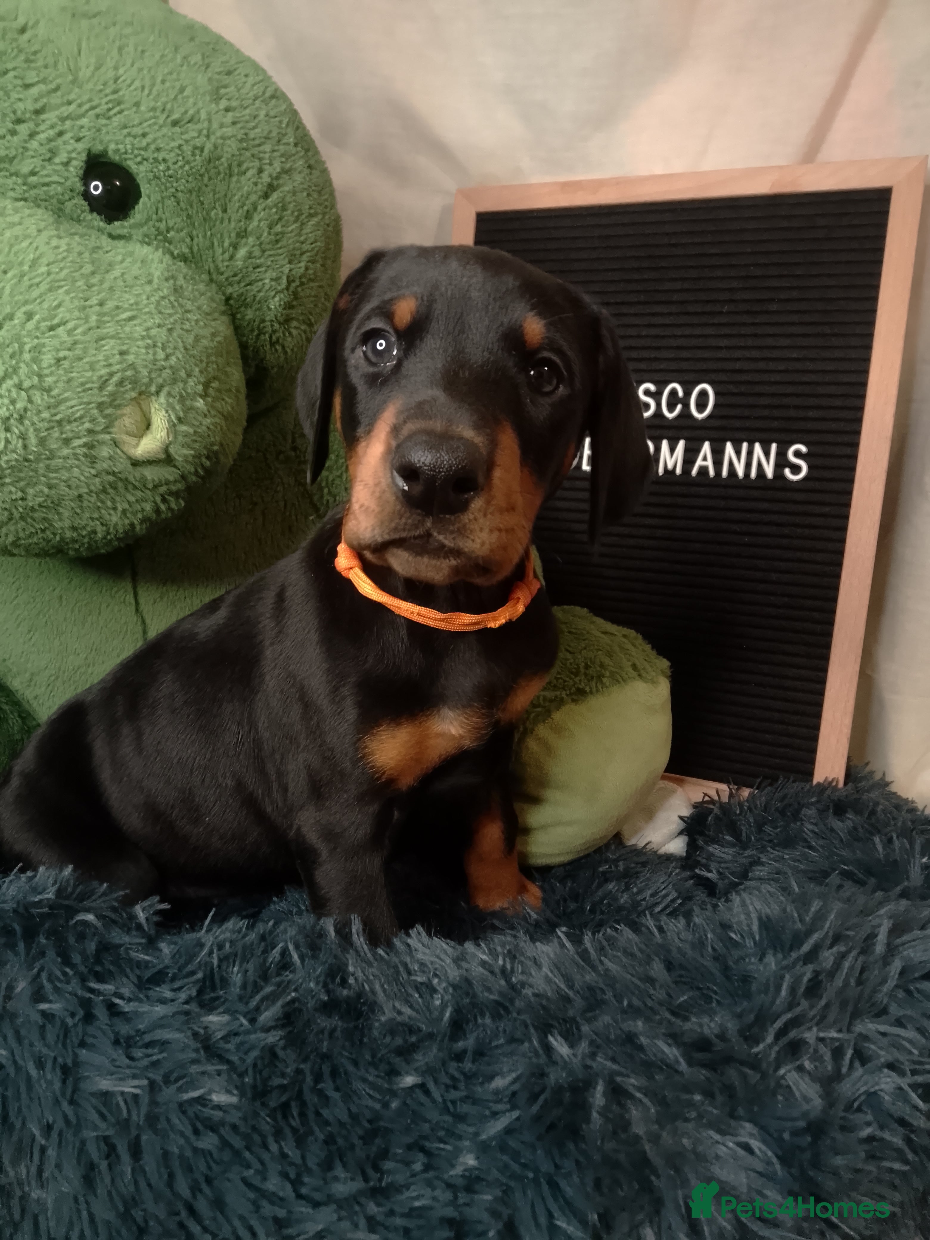 Dobermann dogs Evalesco Dobermanns - Advert 1