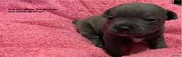 Staffordshire Bull Terrier dogs for sale: Beautiful little of 4 pups 2 girls 2 boys - Advert 5