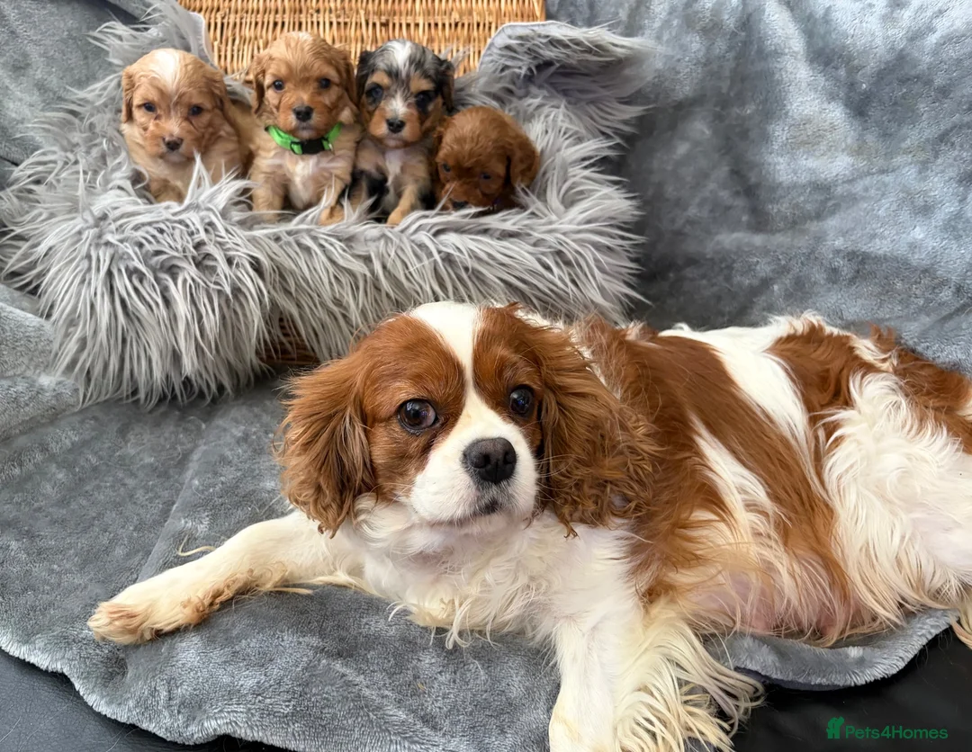 Cavapoo dogs for sale: EXCEPTIONAL EXTENSIVELY HEALTH TESTED BABIES - Advert 13
