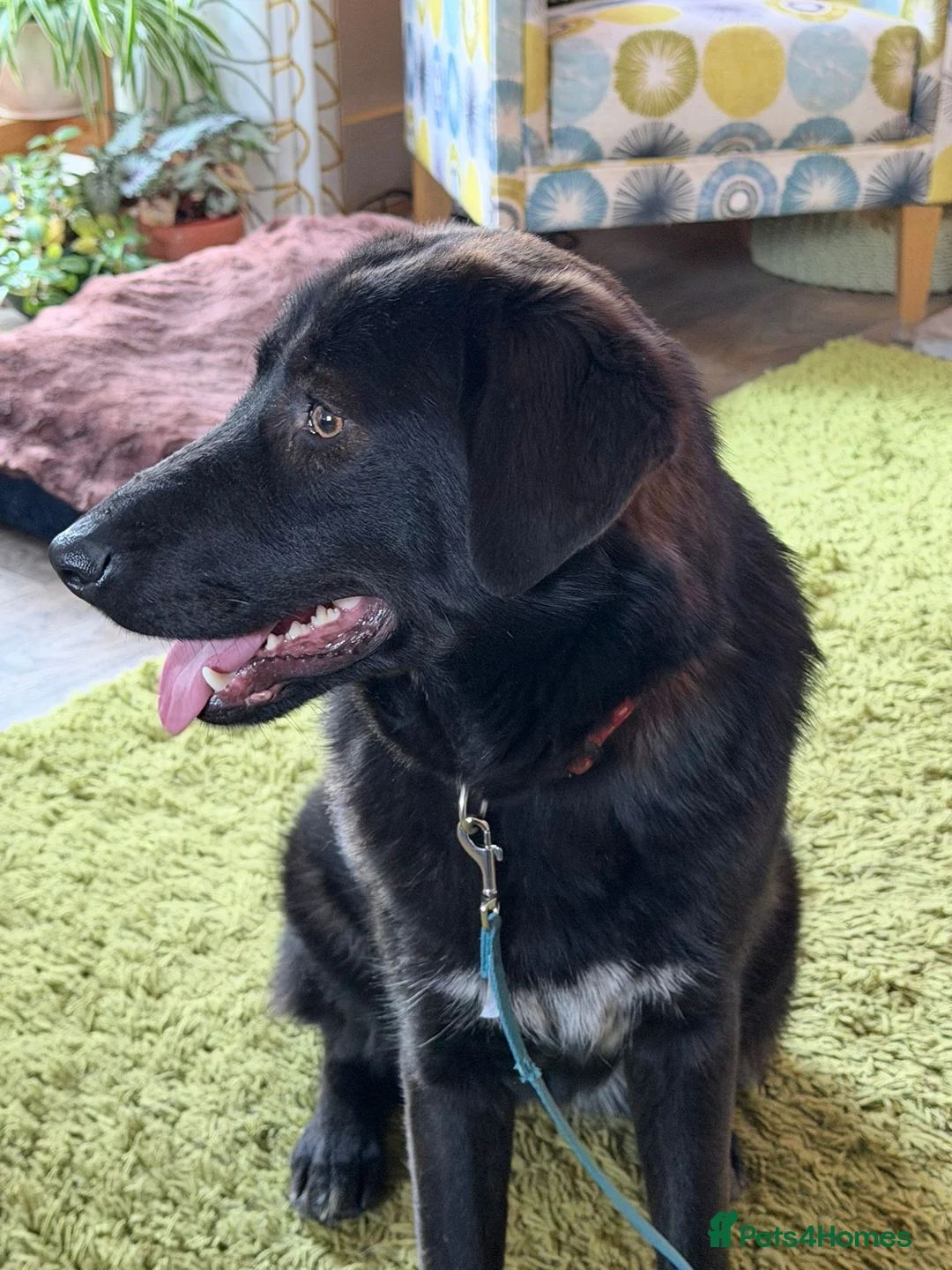 Mixed Breed dogs for adoption: 🌸 MABEL - Quiet, Sweet Soul Deserving of Kindness - Advert 1