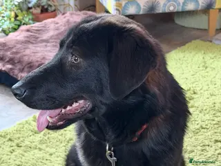 Mixed Breed dogs 🌸 MABEL - Quiet, Sweet Soul Deserving of Kindness - Advert 1