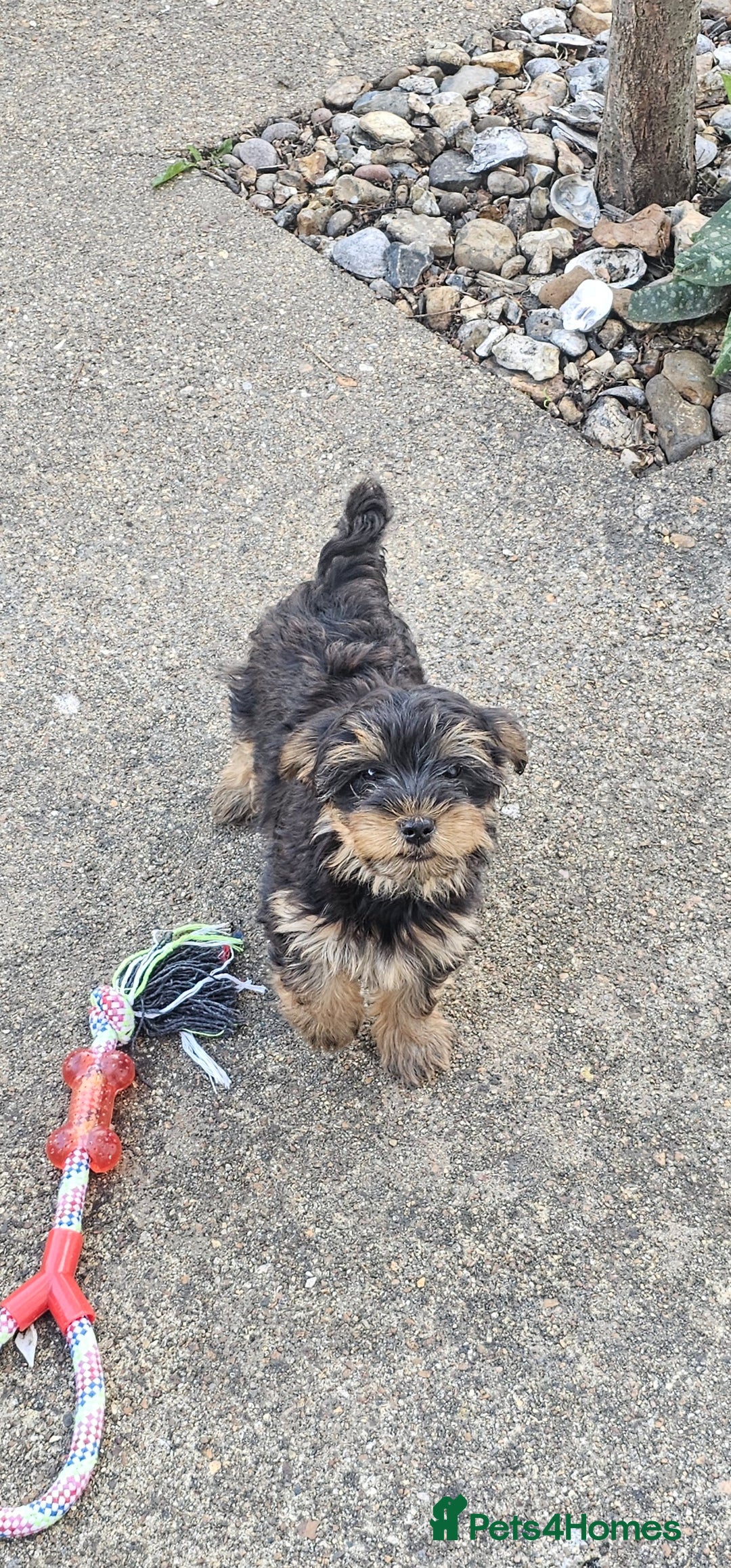 Yorkshire Terrier dogs for sale: 🐶 ONLY ONE LEFT! - Yorkshire Terrier Puppies - Image 3