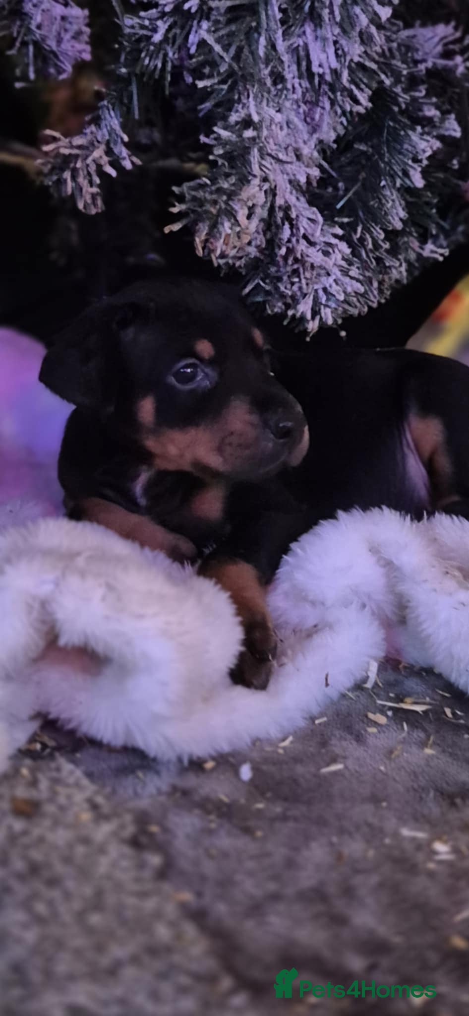 Dobermann dogs 🐾 Doberman Puppies for Sale – Ready 7th January  - Advert 1