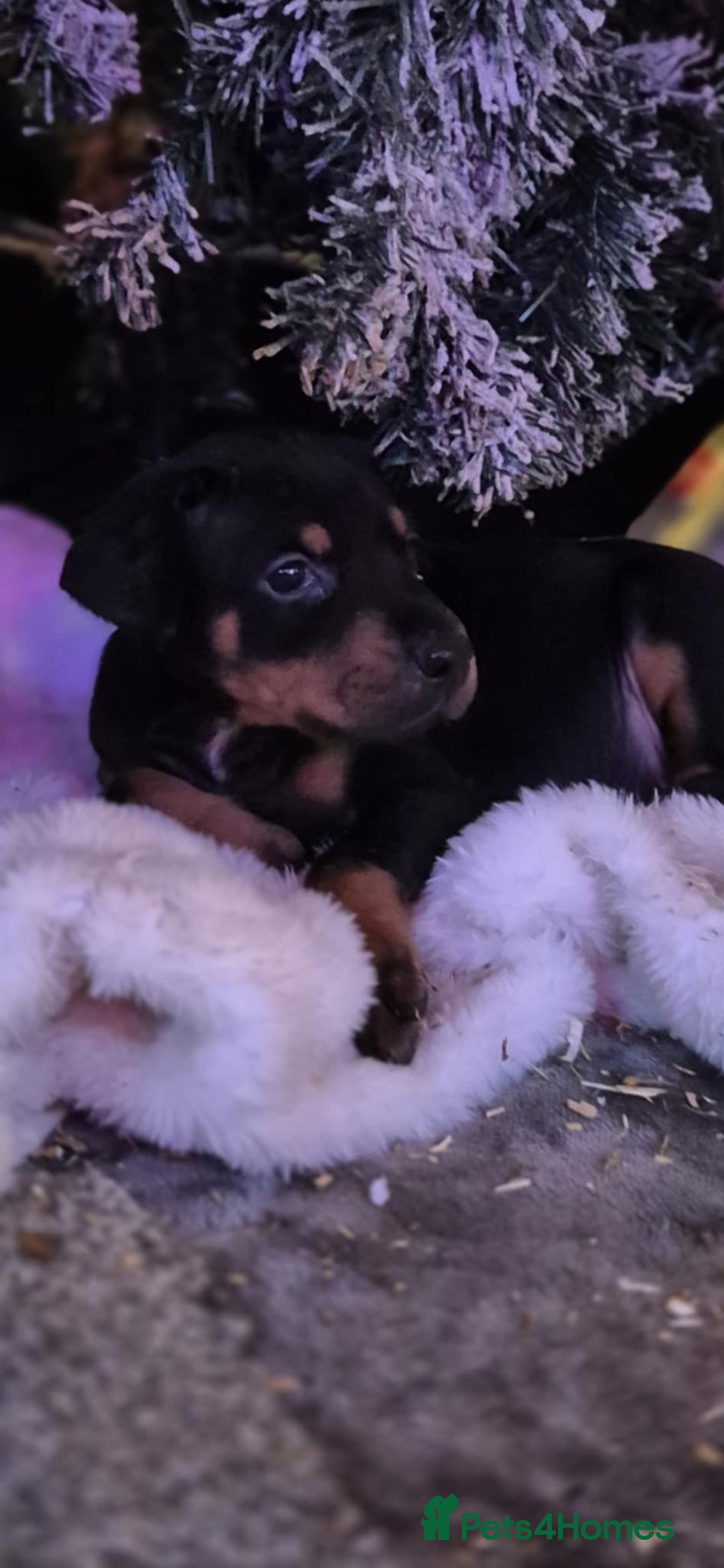 Dobermann dogs for sale: 🐾 Doberman Puppies for Sale – Ready 7th January  - Advert 1