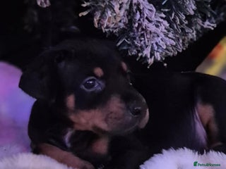 Dobermann dogs 🐾 Doberman Puppies for Sale – Ready 7th January - Advert 7