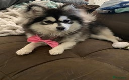 Pomsky dogs for sale: 3 Pomsky Adults  - Image 8