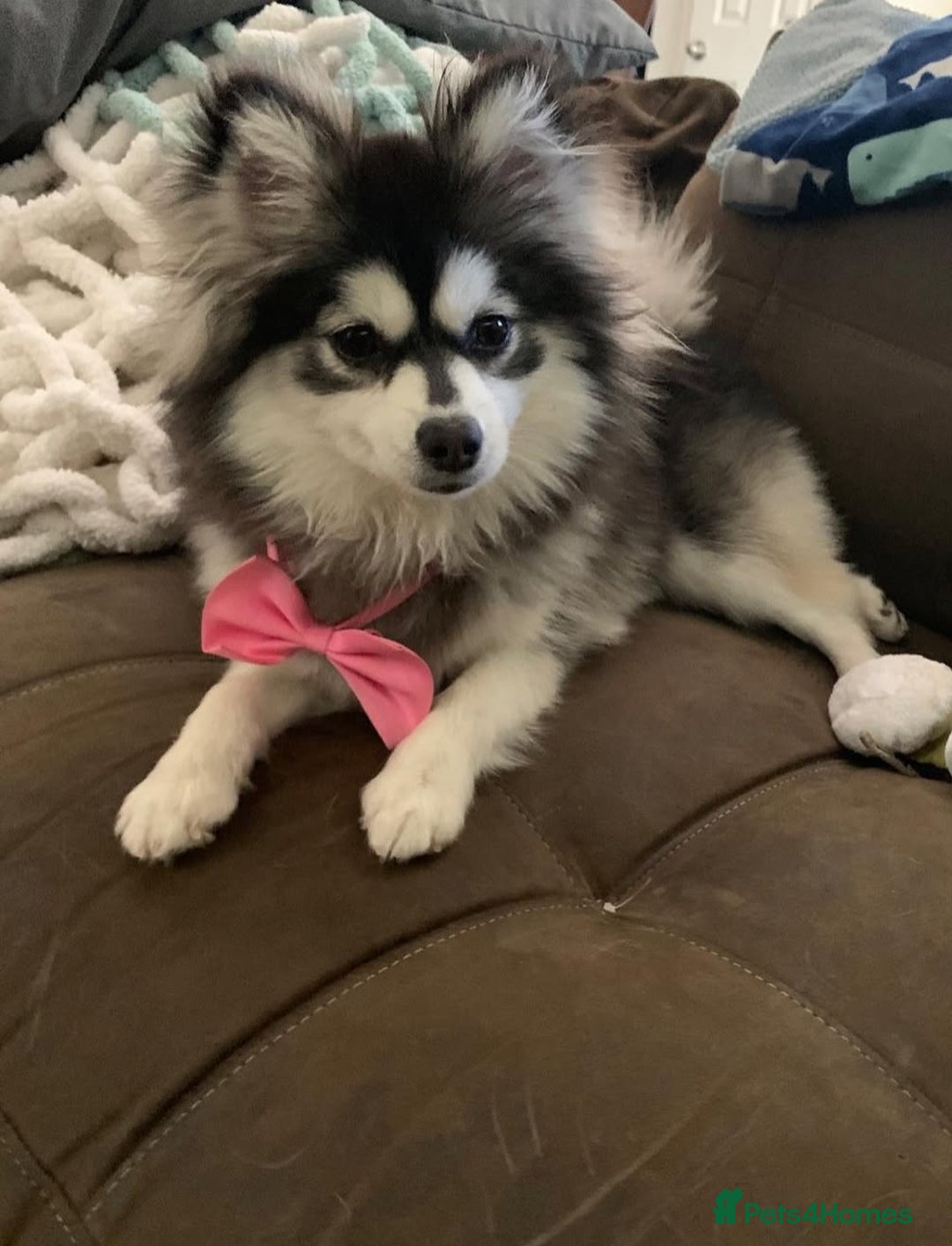 Pomsky dogs for sale: 3 Pomsky Adults  - Image 8