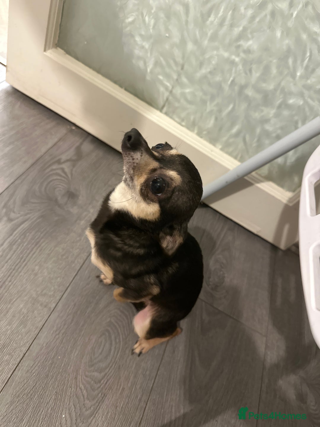 Chihuahua dogs for sale: Musha - Advert 2