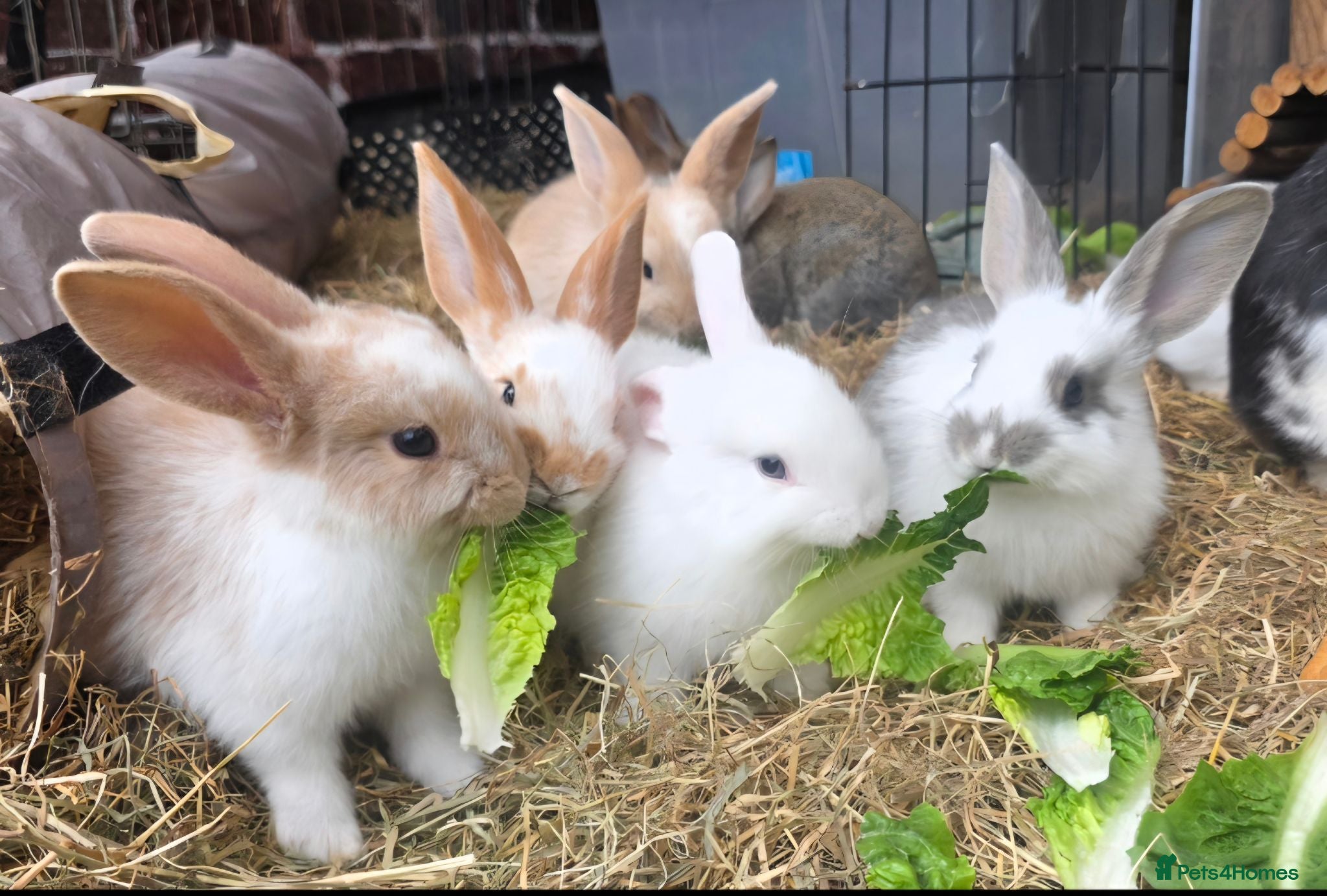 Mixed Breed rabbits Beautiful little of mixed giants  - Advert 2