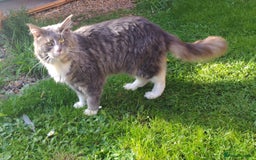 Maine Coon cats for sale: Amazing boy - Image 1