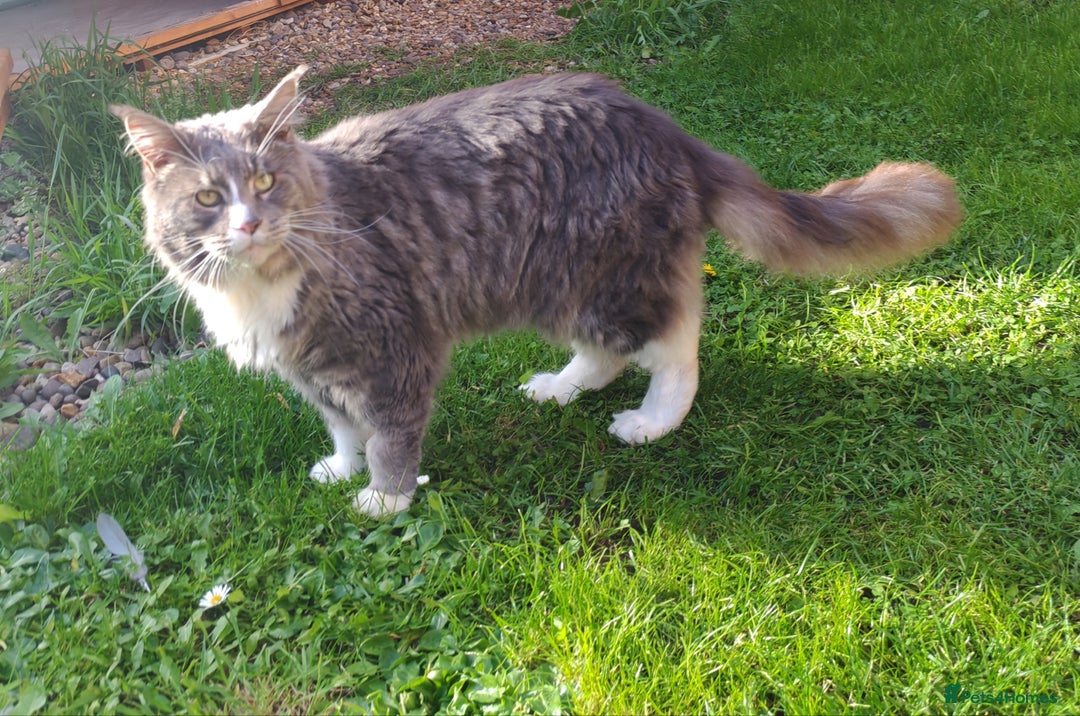 Maine Coon cats for sale: Amazing boy - Image 1
