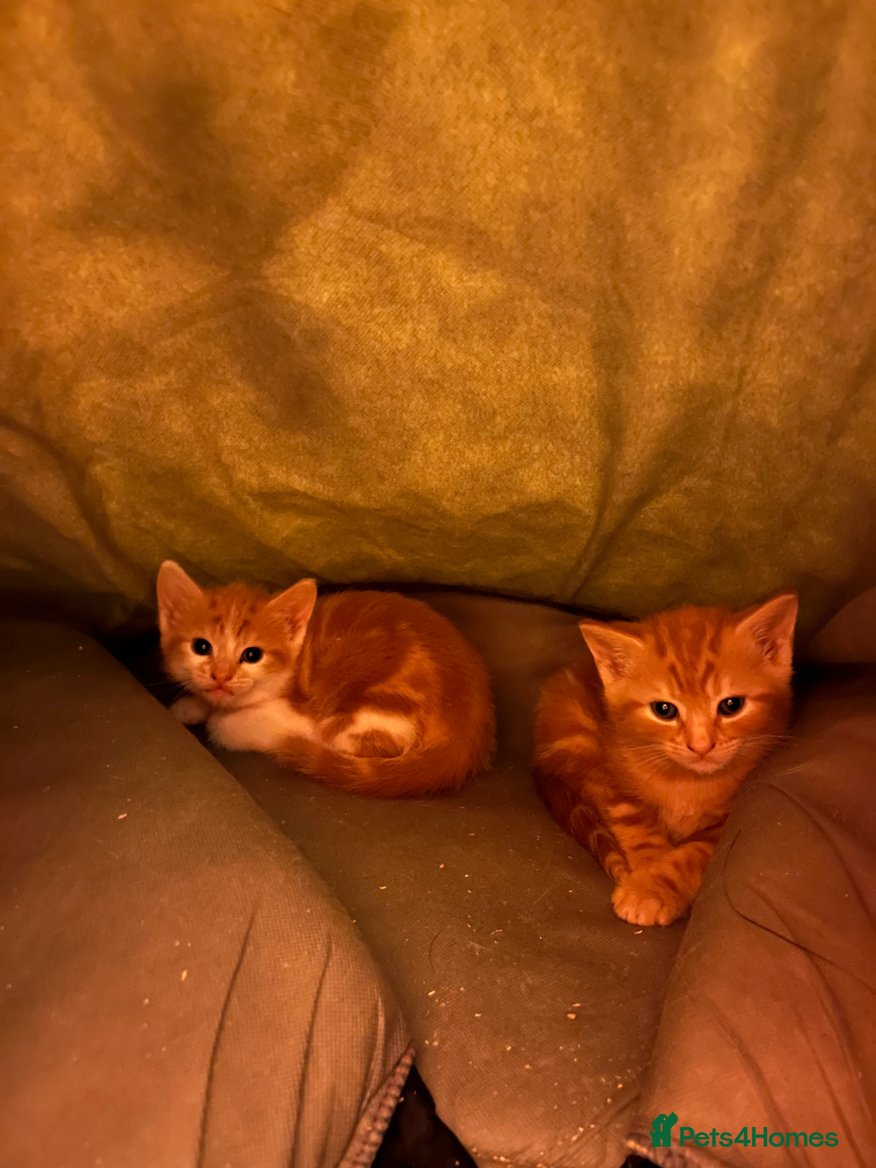 Mixed Breed cats Beautiful ginger kittens  - Advert 1