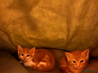 Mixed Breed cats Beautiful ginger kittens - Advert 1