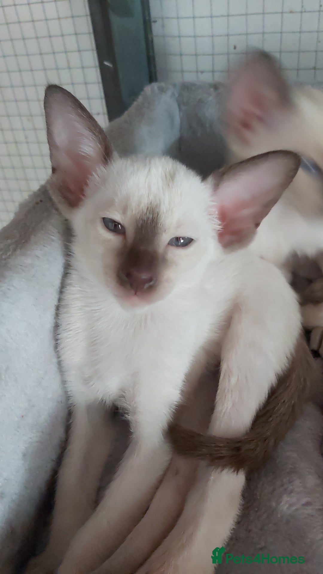 Oriental cats for sale: Full Pedigree Oriental 6 Kittens XL size ears GCCF - Image 19
