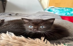Mixed Breed cats for sale: Mixed breed kittens  - Image 2