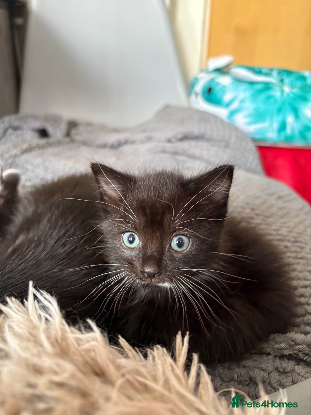 Mixed Breed cats for sale: Mixed breed kittens  - Image 2