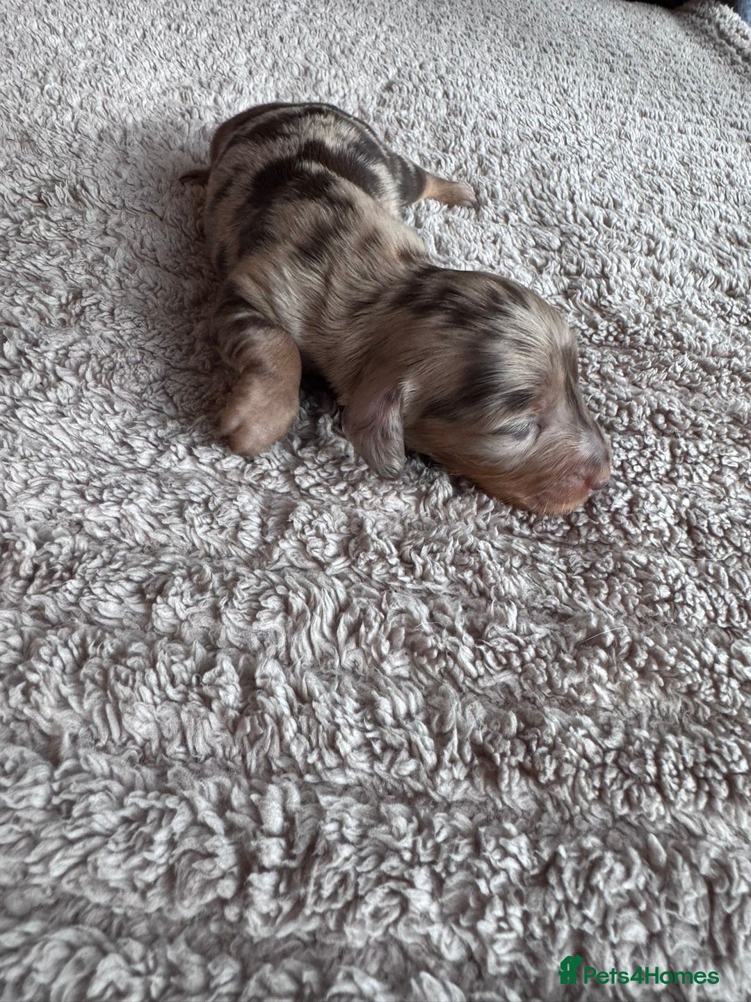 Miniature Dachshund dogs for sale: Miniature long-haired dachshunds - Image 4
