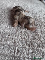 Miniature Dachshund dogs - Advert 16
