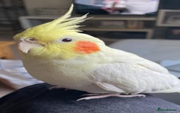 Cockatiels birds for sale: Bonded pair of Cockatiels in need of a new home. - Advert 7