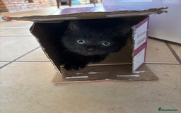 Mixed Breed cats for sale: 3 Ragdoll X kittens  - Advert 4