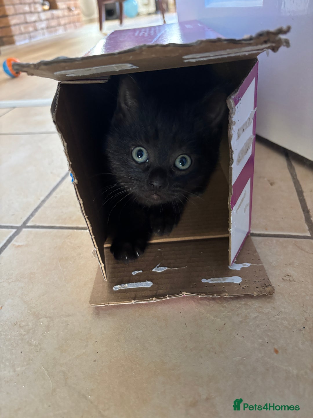 Mixed Breed cats for sale: 3 Ragdoll X kittens  - Advert 4