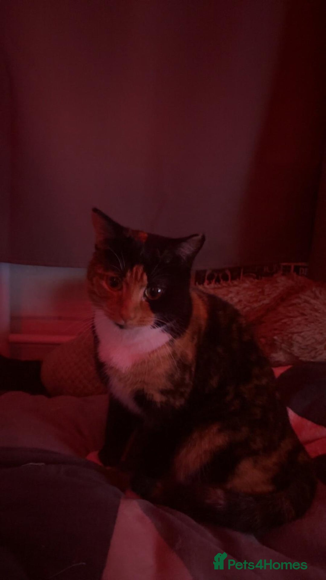 Mixed Breed cats for adoption:  **  calico 9 month old female  - Advert 2