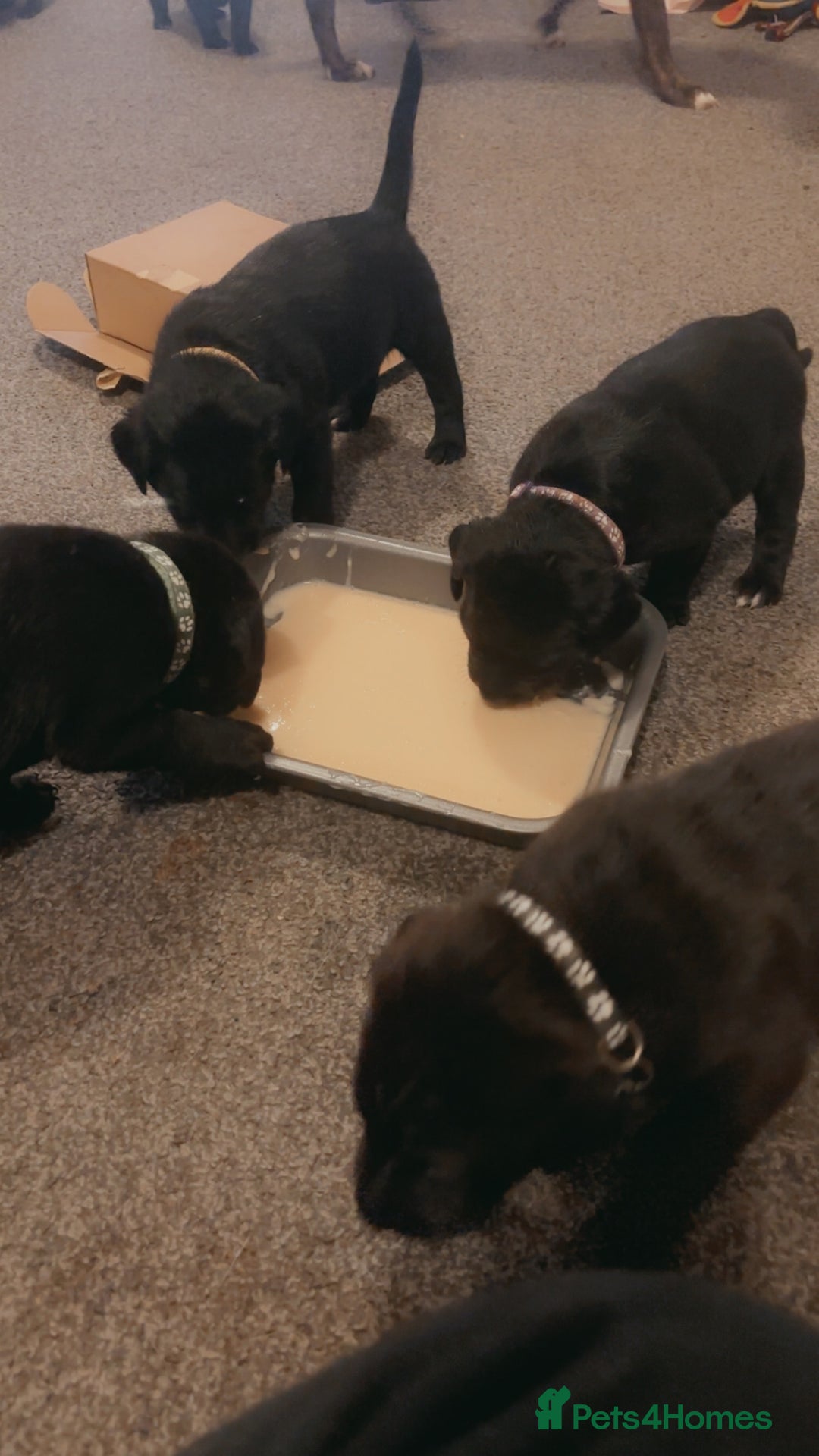 Mixed Breed dogs for sale: Beautiful Staffadors 4 weeks old  - Advert 15