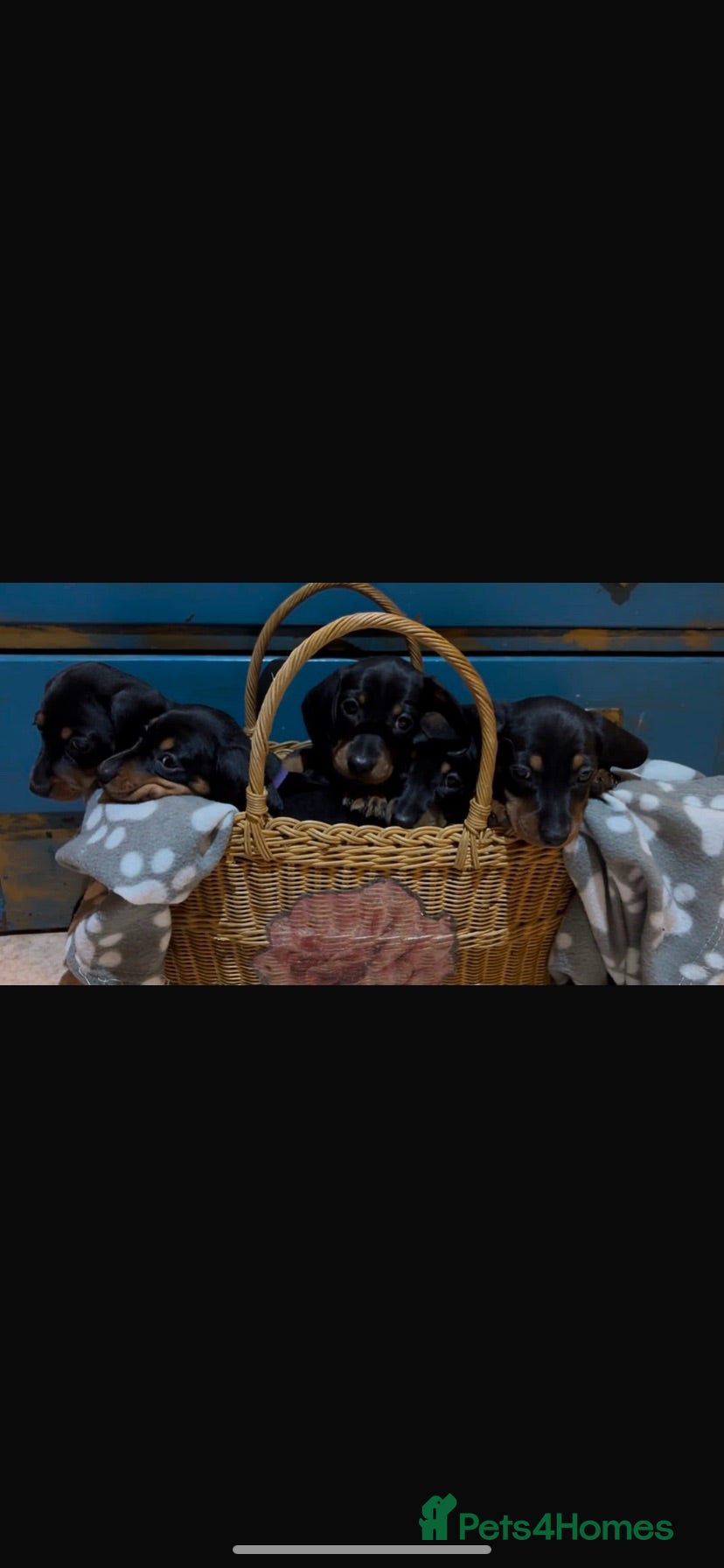 Miniature Dachshund dogs 5 Beautiful Miniature Dachshunds for Sale 🐾 ❤️ - Advert 16
