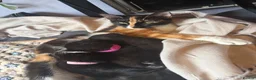 Mixed Breed cats for sale: 4 gorgeous black female kittens 🖤 - Advert 15