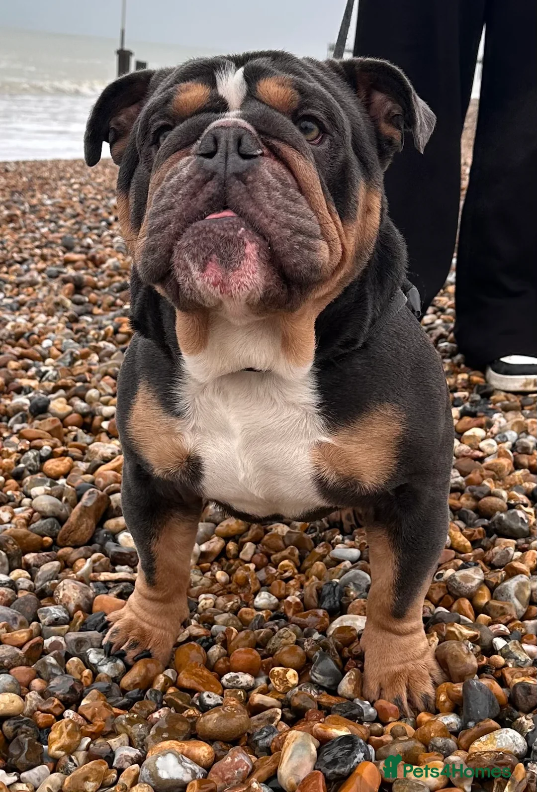English Bulldog dogs for stud: Blue Tri stud boy  - Advert 21