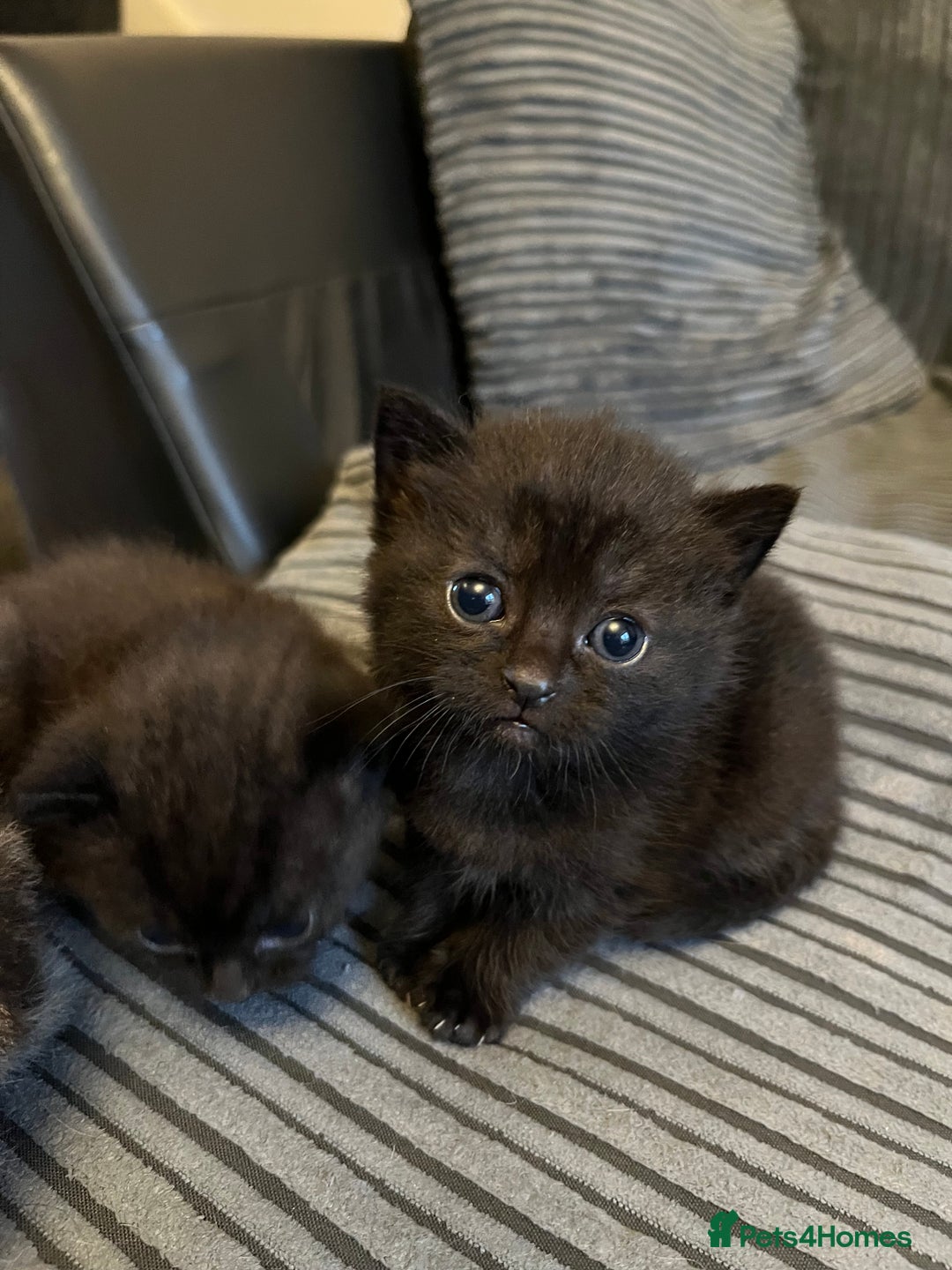 British Shorthair cats for sale: Black short hairs  - Advert 4