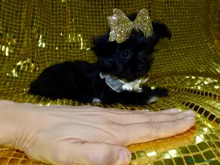 Maltipoo dogs *Exquisite F1 Maltese x Toy Poodle Maltipoo Pups* - Advert 6