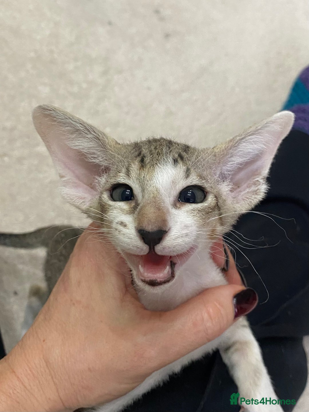 Oriental cats for sale: Beautiful Oriental Kittens for Sale - Advert 15