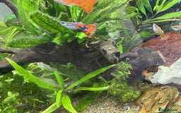 Live Bearers fish for sale: Young Guppies - Image 2