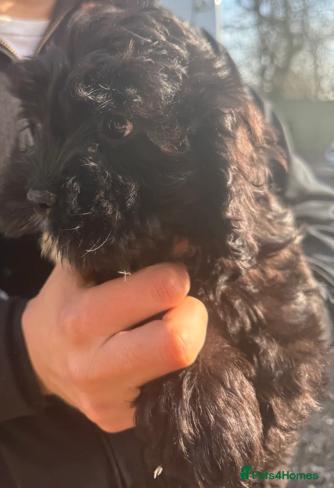 Mixed Breed dogs for sale:  3 lovely black cavapoos remaining all boy's - Advert 2