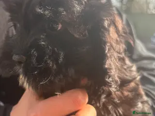 Mixed Breed dogs Cute fluffy Cavapoo puppy’s black/white - Advert 1