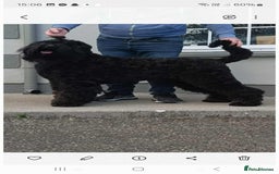 Russian Black Terrier dogs for sale: russian black terrier puppies , top bloodlines  - Image 4