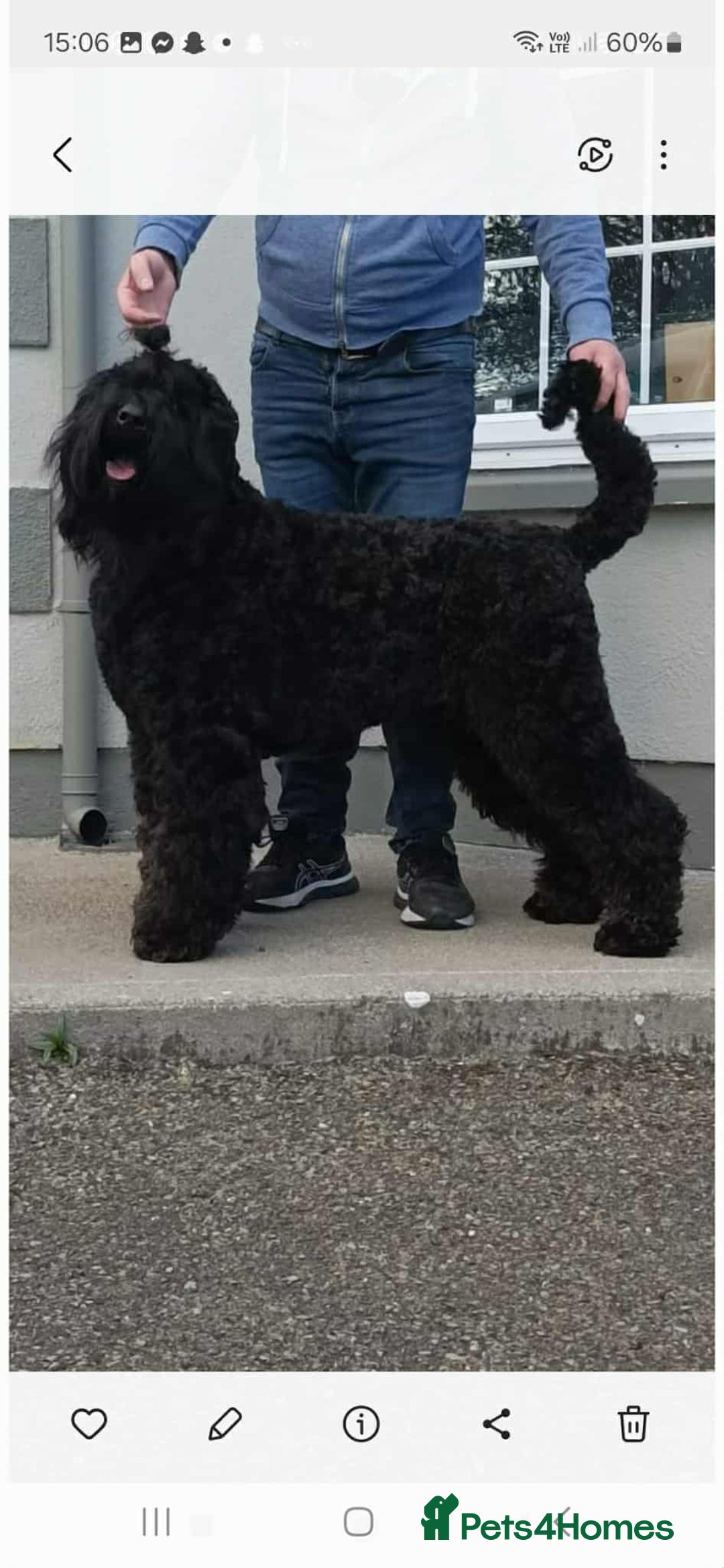 Russian Black Terrier dogs for sale: russian black terrier puppies , top bloodlines  - Image 4