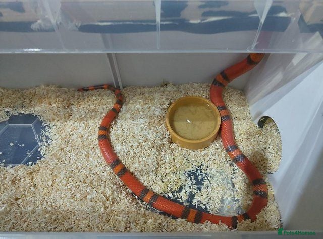Milk Snake reptiles TANGERINE HONDURAN MILK SNAKE - Advert 2