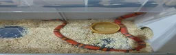 Milk Snake reptiles for sale: TANGERINE HONDURAN MILK SNAKE - Advert 1