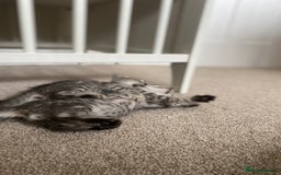 Mixed Breed cats for sale: Ragdol x bengal kittens  - Image 5